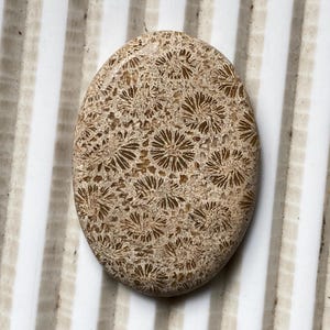Fossil coral Gemstone Natural Fossil coral Cabochon Lot Handmade AAA+ Quality Fossil coral Loose Stone For Healing Crystal 49.95Ct 39x28x6MM