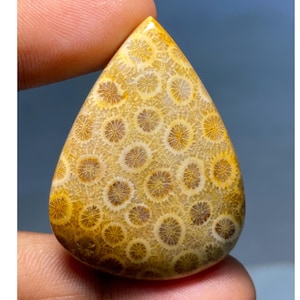 Cabochon di corallo fossile naturale a forma di pera / Pietra preziosa lucidata per la creazione di gioielli / Corallo fossile indonesiano [67,40 carati, 42 x 31 x 7 mm]