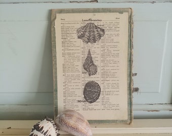 Seashell Art Print | Vintage Book Art