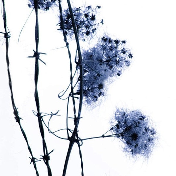 Unbound - 8 x 10 Nature Photography - Winter Flower - Blue and White Dream- Barbed Wire - Limited Edition Print