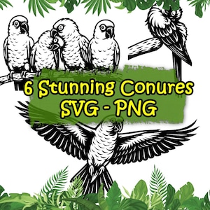 May include: Black and white illustrations of conures in various poses, including perched on a branch and in flight, with tropical foliage accents. The text "6 Stunning Conures SVG - PNG" is displayed on a green background.