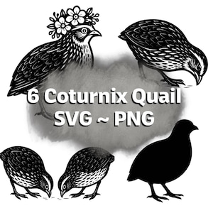 Op de afbeelding: Een digitale illustratie met zes gestileerde Coturnix-kwartels in zwart en wit. Eén kwartel draagt een bloemenkrans. De afbeelding bevat de tekst "6 Coturnix Quail SVG ~ PNG". De vogels worden in verschillende poses afgebeeld, staand en pikkend.