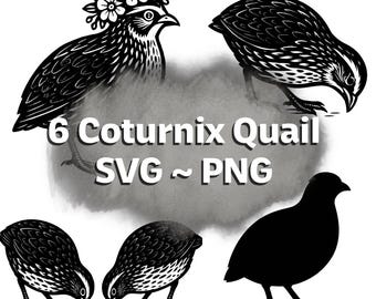 6 diseños de codorniz Coturnix - SVG ~ PNG ~ Fondos transparentes