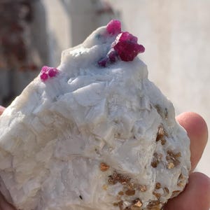 Puede incluir: Una formación rocosa blanca rugosa con varios cristales de rubí rojos vibrantes que sobresalen de su superficie. La roca también presenta pequeños depósitos minerales de color marrón dorado. La piedra natural se sostiene en una mano, con un fondo borroso.