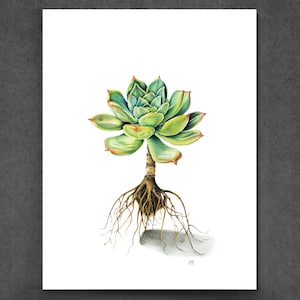 Sappige potloodtekening, botanische wortelstelselkunst (digitale download A3 JPEG)