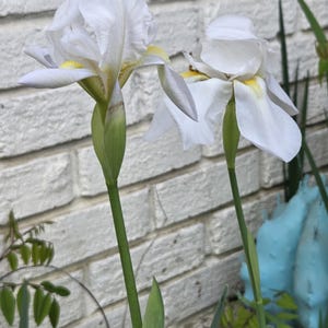 May include: Two white iris flowers with yellow centers and green stems stand in front of a white brick wall. The petals are delicate and slightly ruffled. The flowers are in full bloom, showcasing their natural beauty.