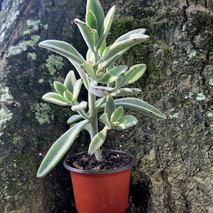 Panda Succulent , Chocolate Soldier, Kalanchoe Tomentosa