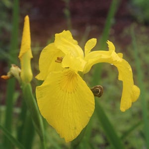 May include: A close-up of a bright yellow iris flower in full bloom, with delicate petals and a prominent bud. The flower is set against a blurred background of green foliage, creating a natural and vibrant scene.