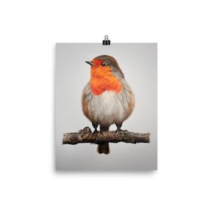 Robin wall art print, hand drawn by Artist Rob Marriott