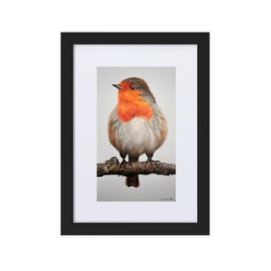 Framed & Mounted Robin Art Print