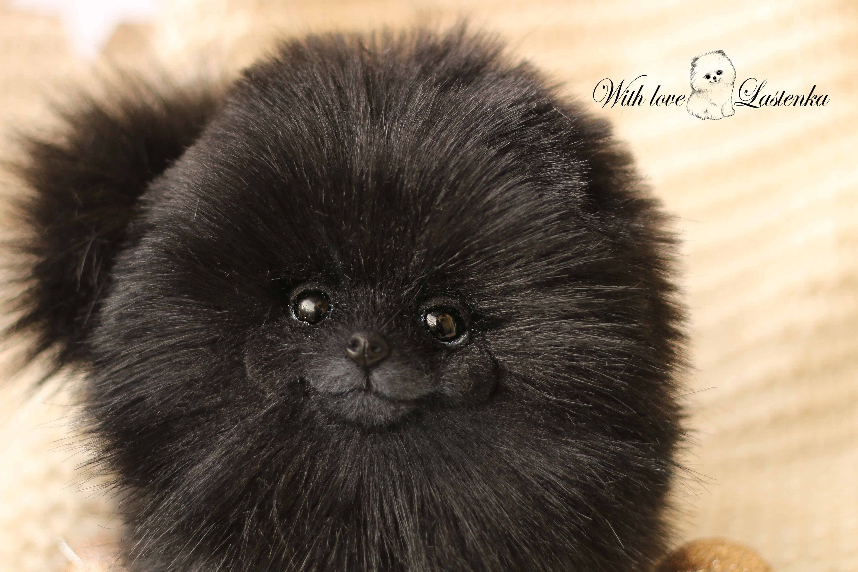 Teacup Pomeranian Black