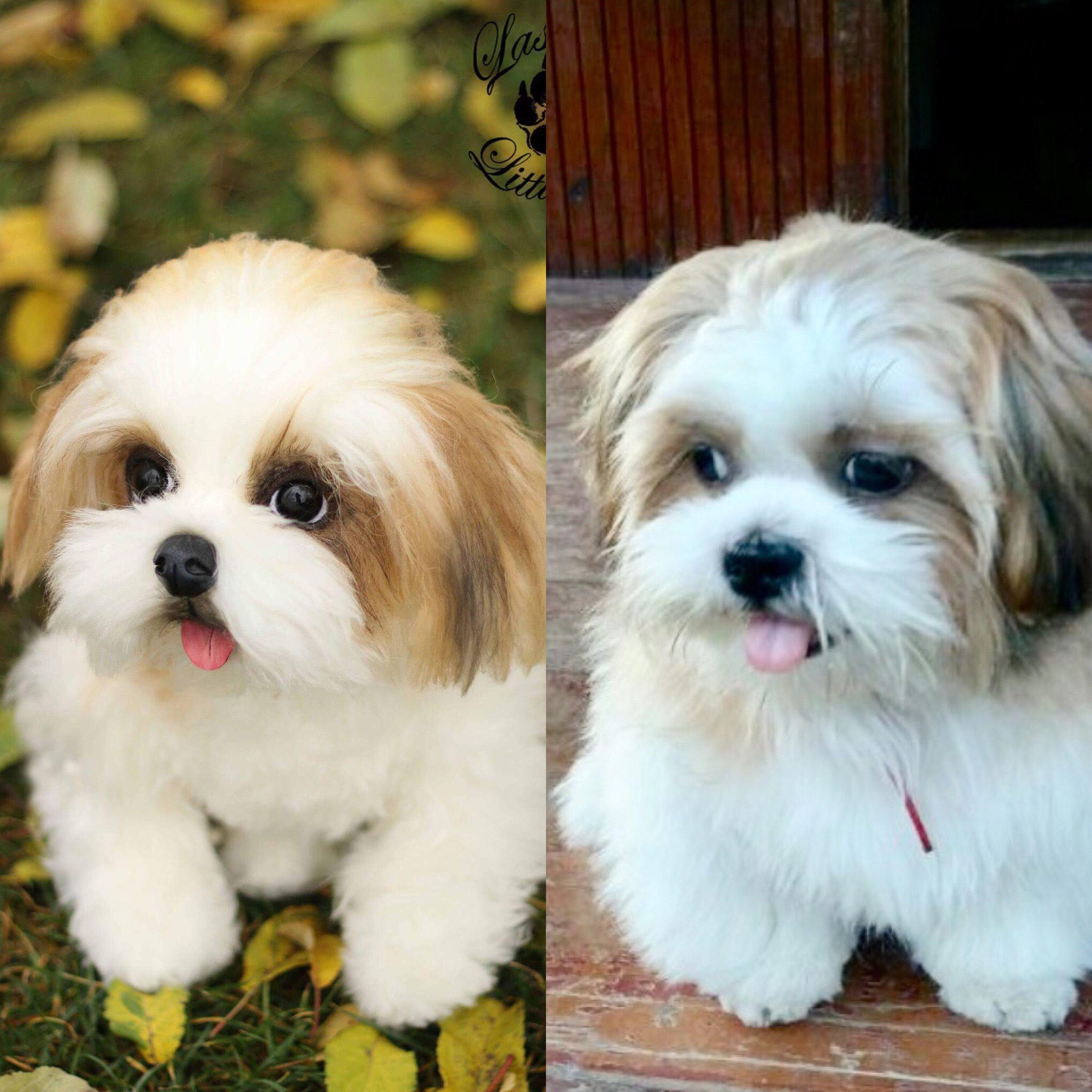 手作りシーズーぬいぐるみ：リアルなコレクター向けテディ犬の肖像画