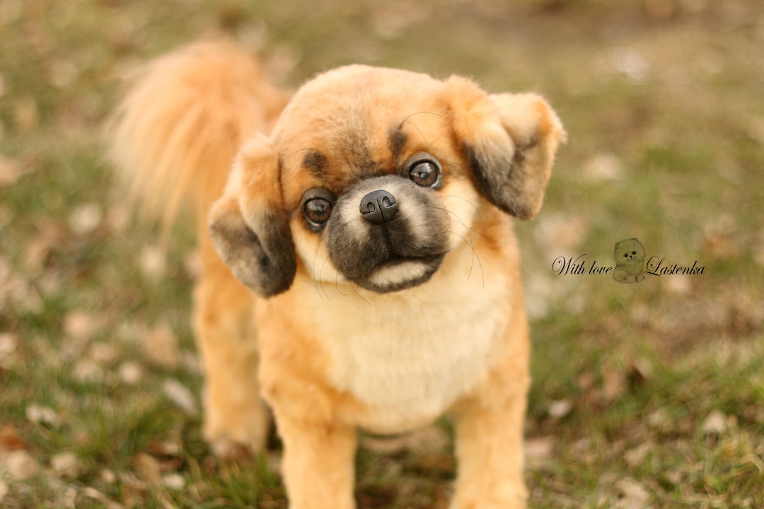 Pug Cross Tibetan Spaniel Puppy Spaniel Dog Tibetan Spaniel Shih