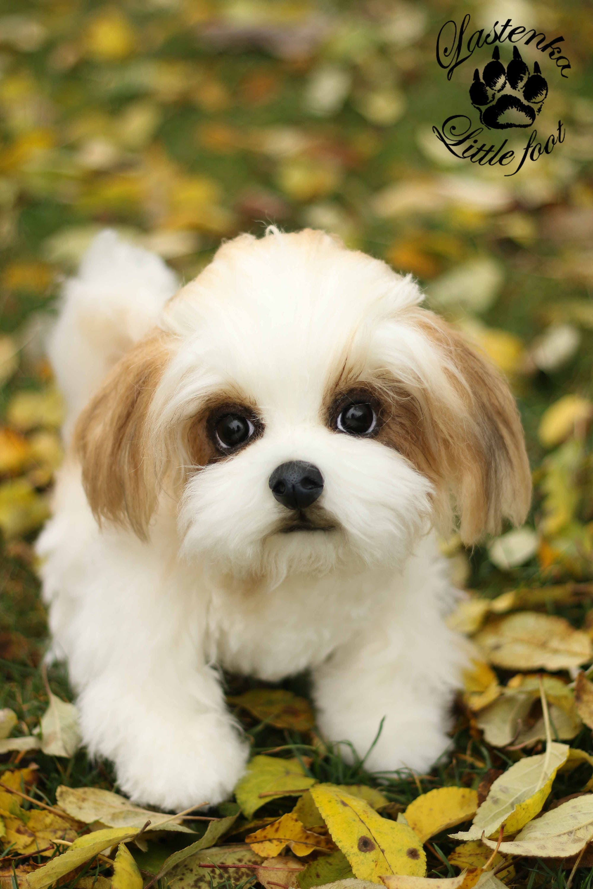 The Adorable and Cute Shih Tzu Puppy with Chew Toy