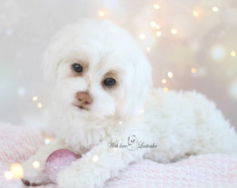 手作りマルチーズ犬のぬいぐるみ：ポーズをとらせるテディ犬（受注生産