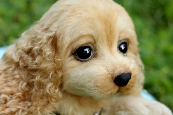 cocker spaniel teddy