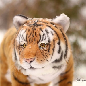 Tiger Vesuvius realistic wild cat. OOAK artist Handmade collectible animal by photo art doll Stufed tiger toy  (made to order)