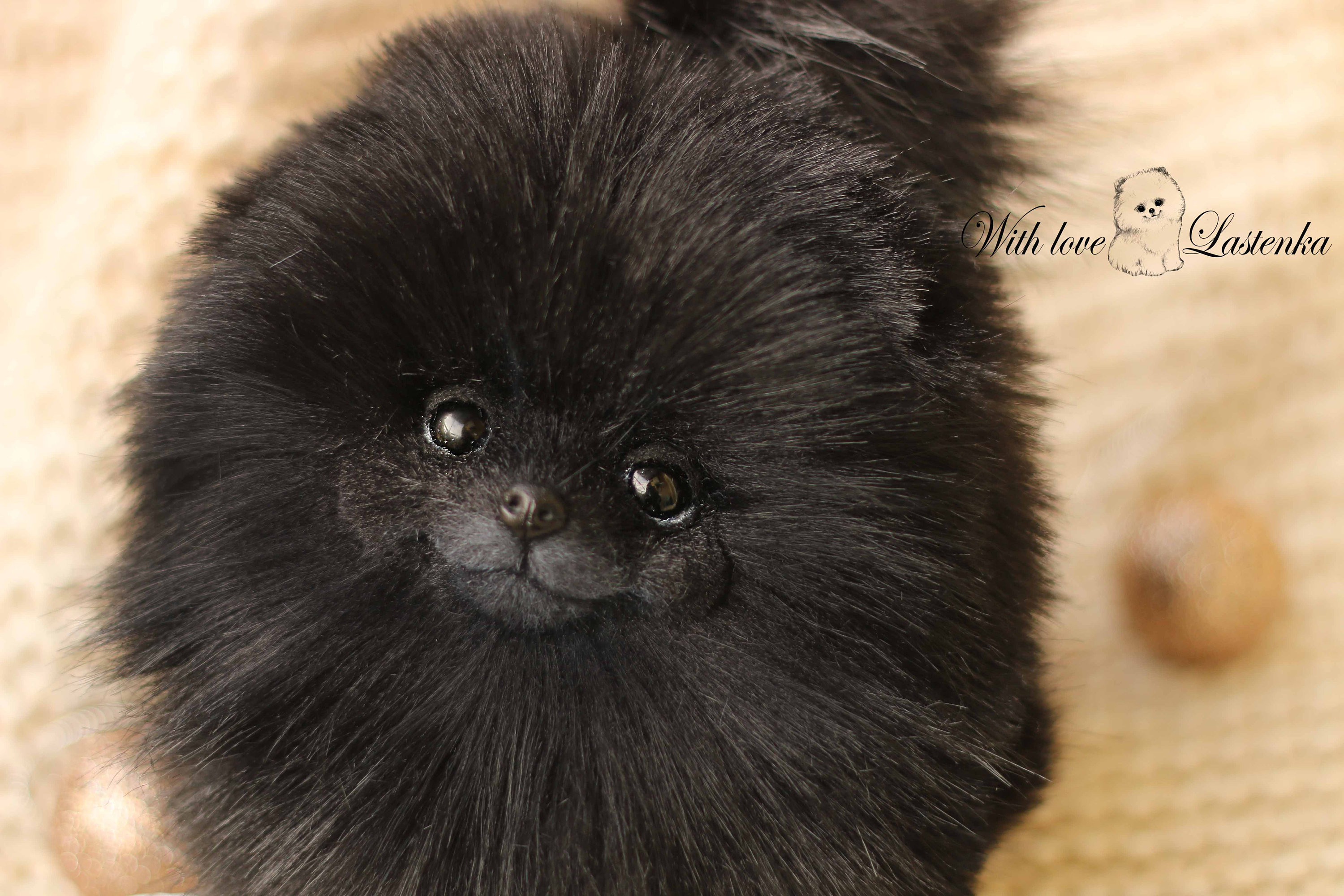 OOAK ポメラニアン子犬アートドール：リアルなぬいぐるみ犬の肖像画