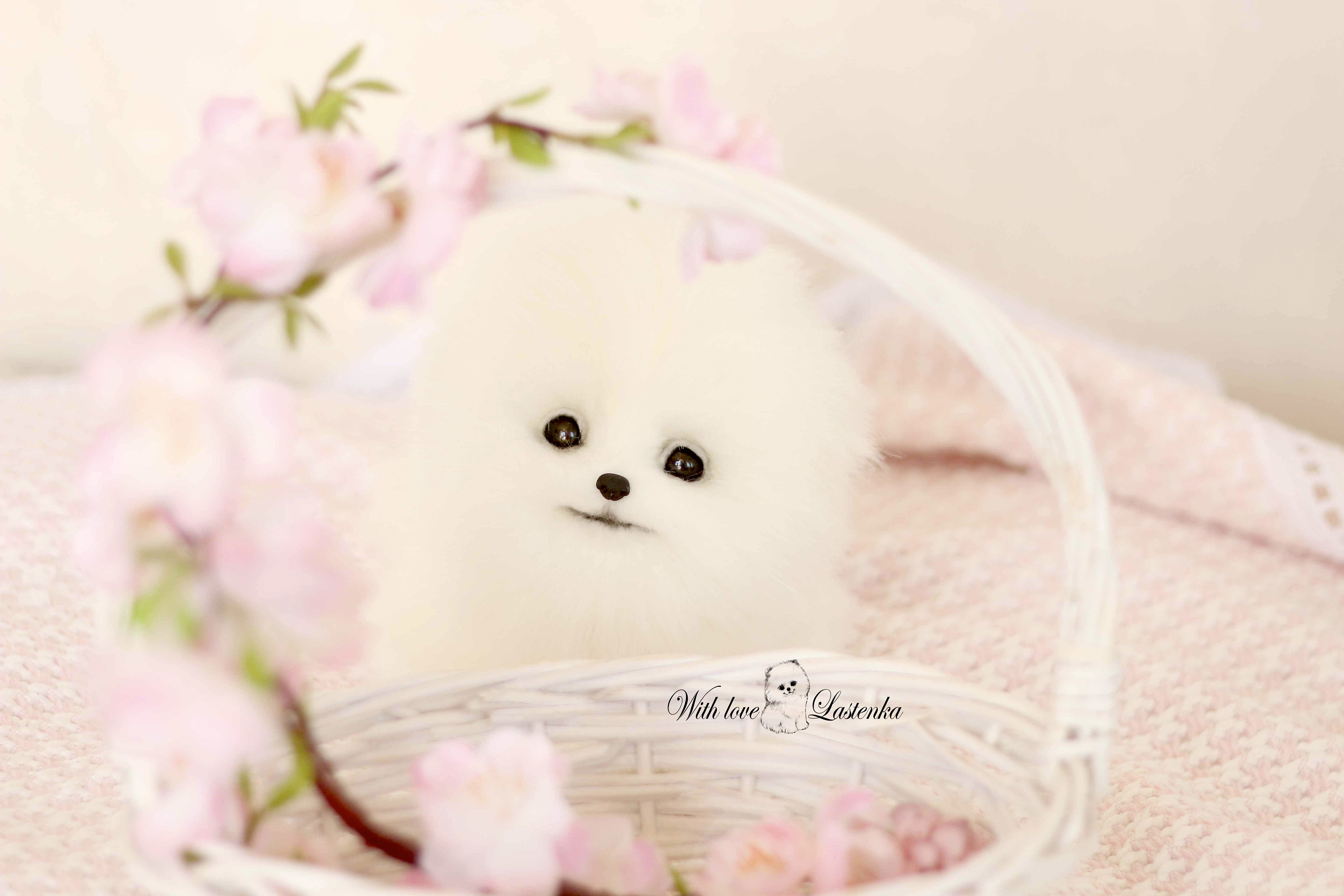 OOAK ポメラニアンぬいぐるみ：コレクター向けスピッツ子犬の