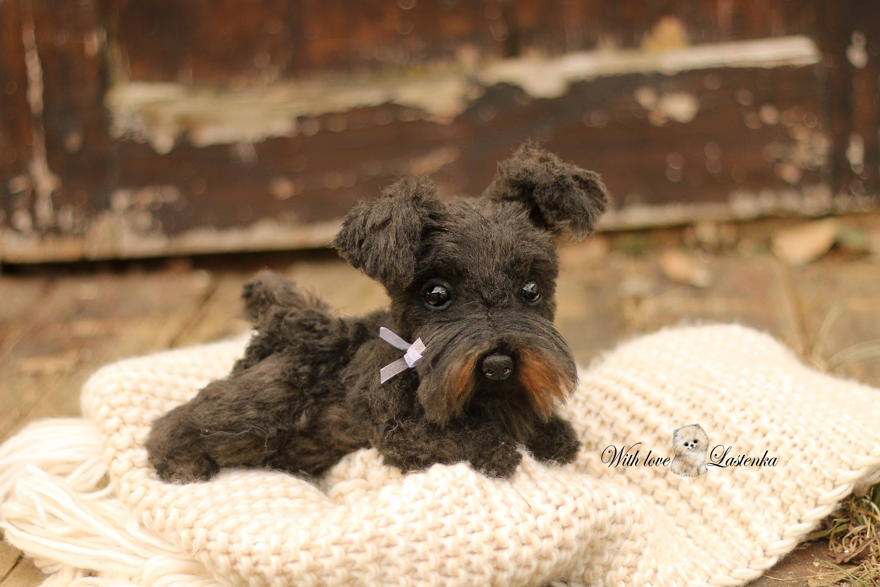 schnauzer teddy