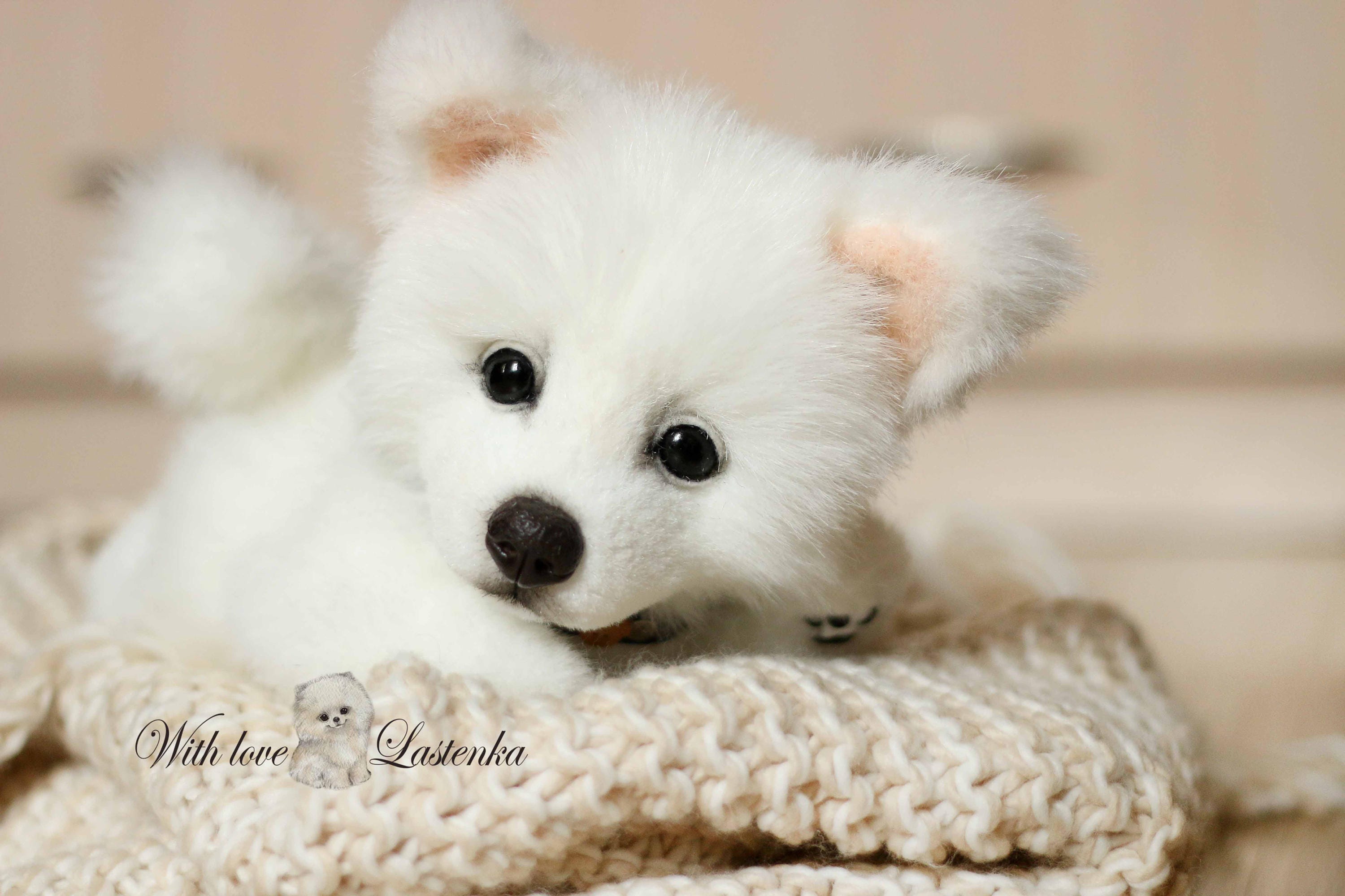 do american eskimo like to cuddle