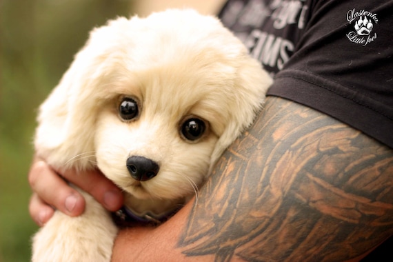 golden teddy dog