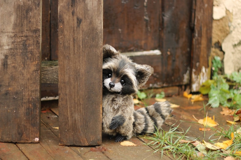 K&ouml;nnte beinhalten: Ein Pl&uuml;sch-Waschb&auml;r mit einem schwarz-grau gestreiften Schwanz und Fell, der hinter einem Holzzaun hervorlugt. Der Waschb&auml;r hat eine wei&szlig;e Schnauze und gro&szlig;e, dunkle Augen. Der Hintergrund umfasst eine Holzt&uuml;r und Herbstbl&auml;tter.