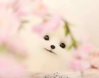 OOAK ポメラニアンぬいぐるみ：コレクター向けスピッツ子犬の