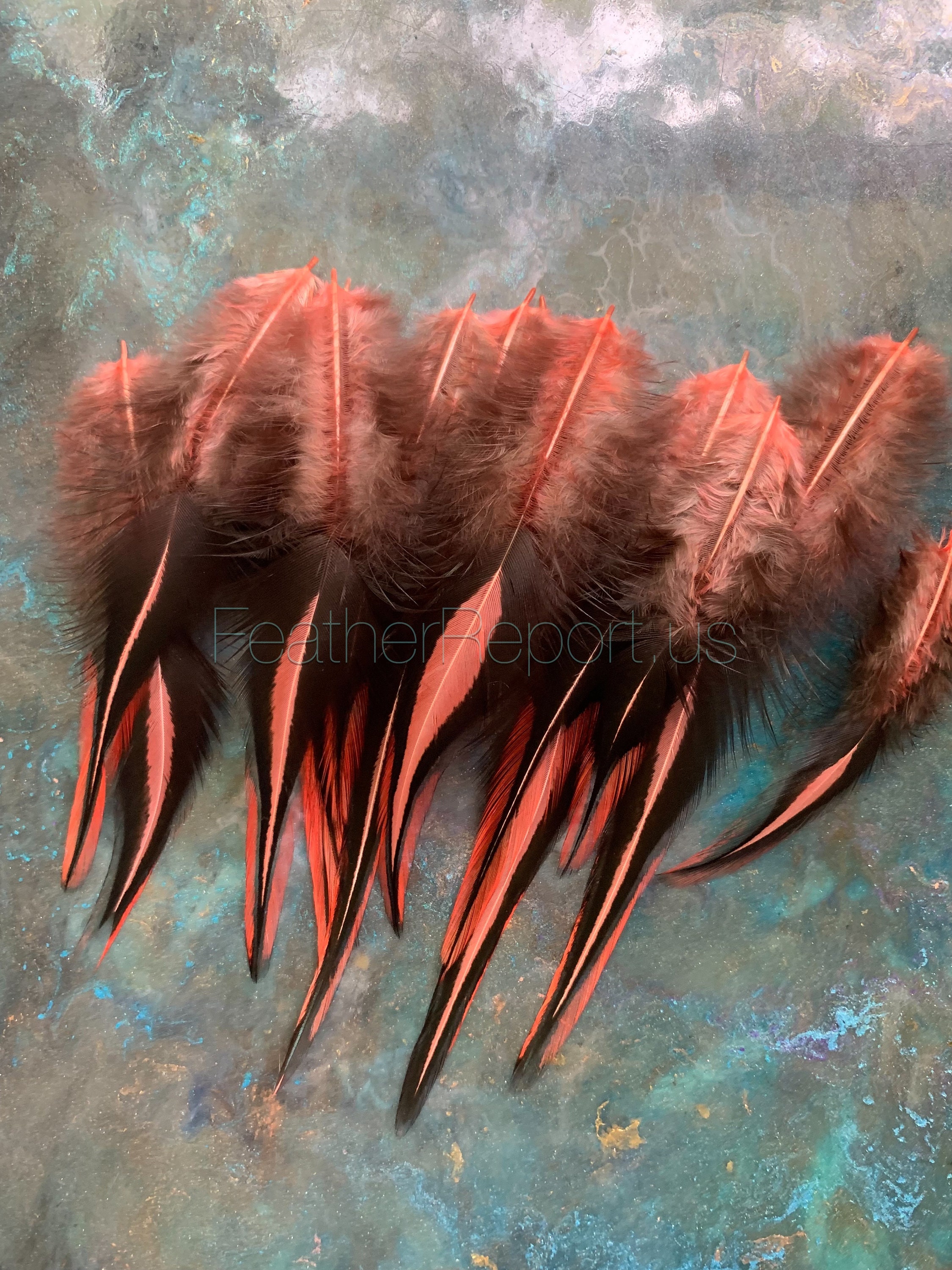 Bulk Natural Craft Feathers DIY Extensions Earrings Real Rooster