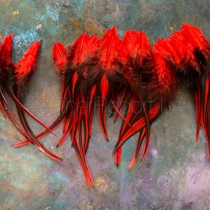 Red Craft Feathers Whiting Laced Rooster Feathers Dyed Cherry Red Black Feathers Craft Supplies image 5