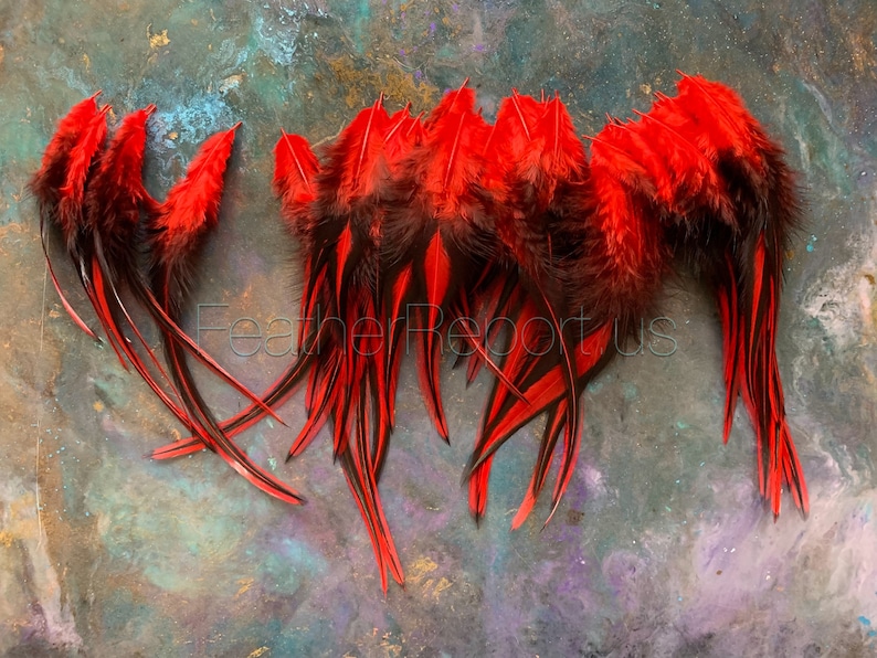 Red Craft Feathers Whiting Laced Rooster Feathers Dyed Cherry Red Black Feathers Craft Supplies image 5