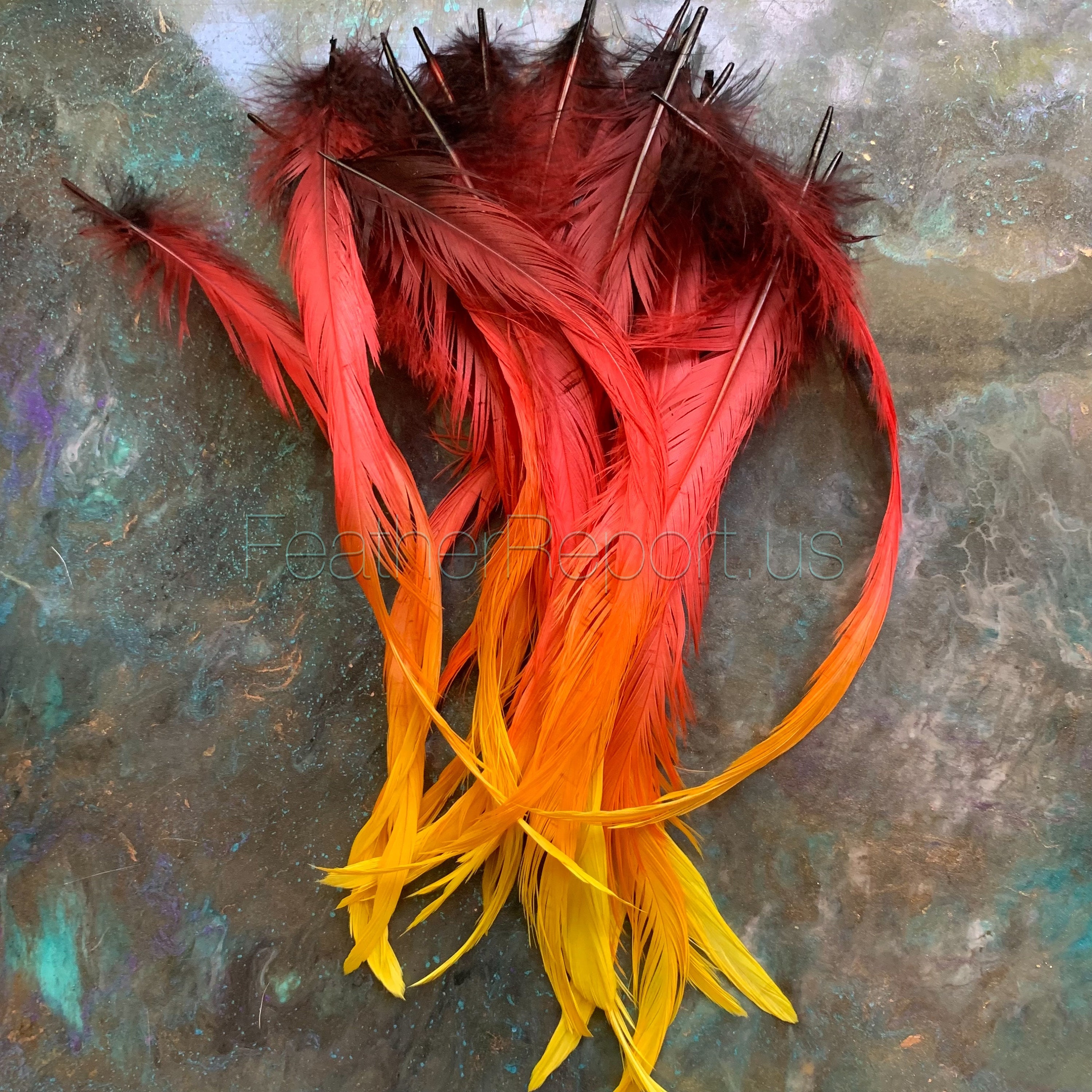 Black Laced Red Rooster Craft Feathers from Real Birds