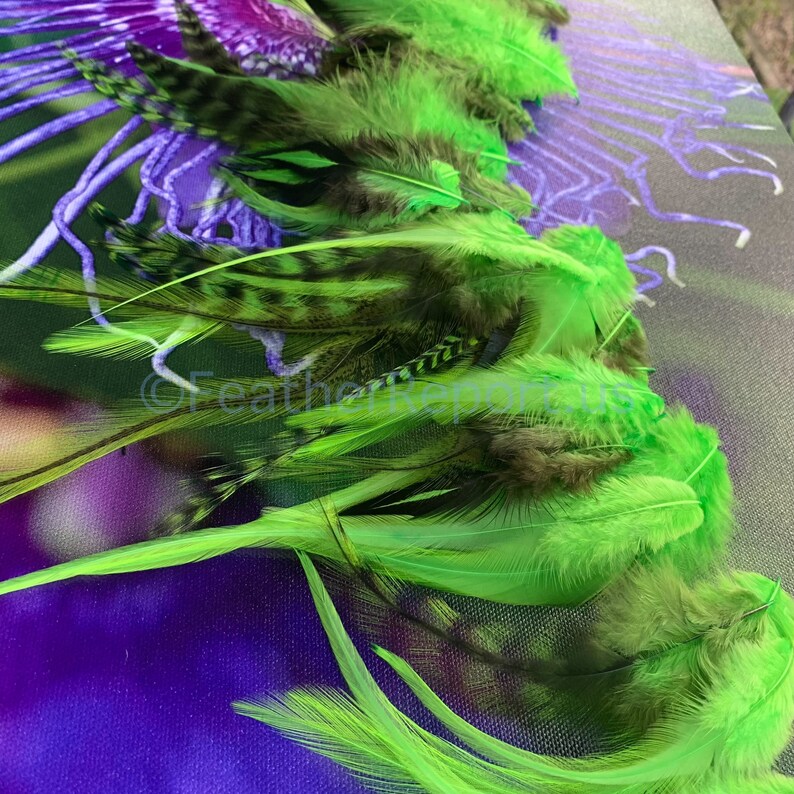 Kelly Green Bulk Feathers for Crafts CDL American Pheasant Rooster Chicken Feathers Arts and Crafts Feathers Fly Tying Variety Pack of 50 image 9