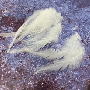 White Feathers diy Wedding Accessories Cream White Craft Feathers Natural Bird Feathers Rooster Feathers White Bridal Decor QTY12 image 2