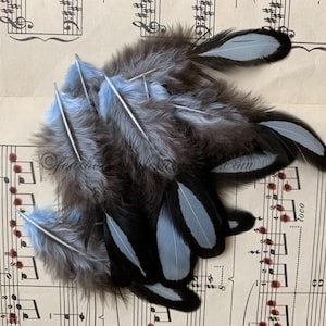 Sky Blue Lace Hen Feathers for Crafts Dreamcatchers Powdery Blue Small Oval Craft Feathers 12 PC