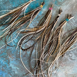 Puede incluir: Cinco manojos de plumas marrones y blancas con cuentas doradas y de colores en la parte superior. Las plumas est&aacute;n dispuestas en forma de abanico sobre un fondo texturizado azul y blanco.