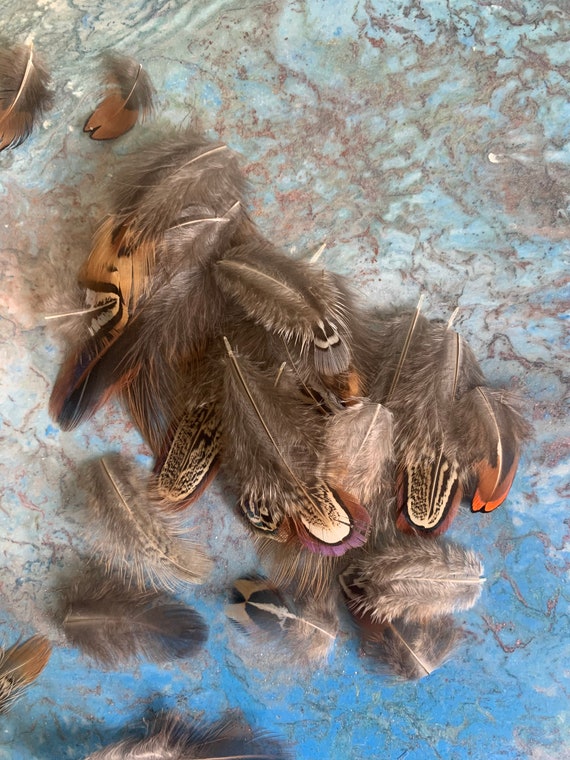 200 Variety Feathers for Crafting Ostrich Turkey Chicken Duck