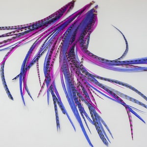 May include: A bunch of long, colorful feathers with black markings. The feathers are in shades of pink, purple, and blue.
