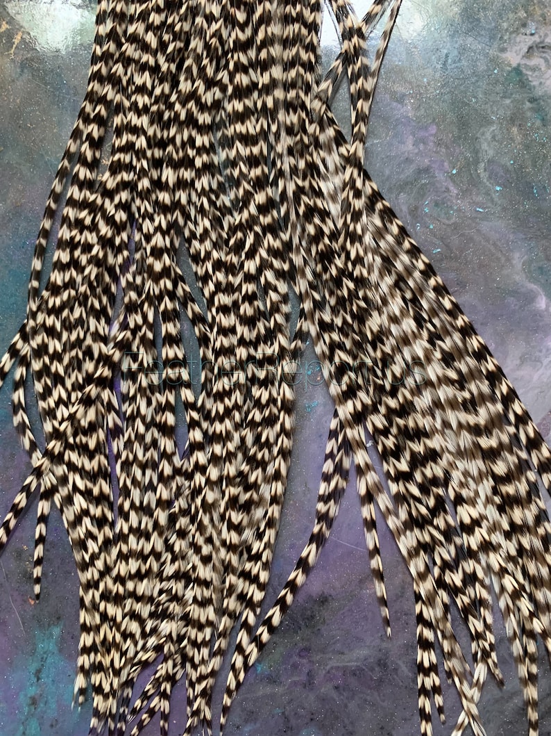 May include: Close-up of a collection of brown and white speckled feathers. The feathers are long and slender, with a pattern of alternating dark and light sections. The feathers are likely used for crafting or fly tying.