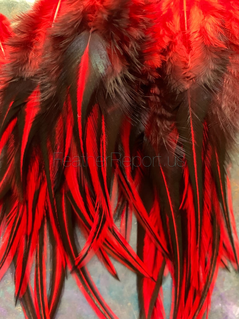 Red Craft Feathers Whiting Laced Rooster Feathers Dyed Cherry Red Black Feathers Craft Supplies image 3