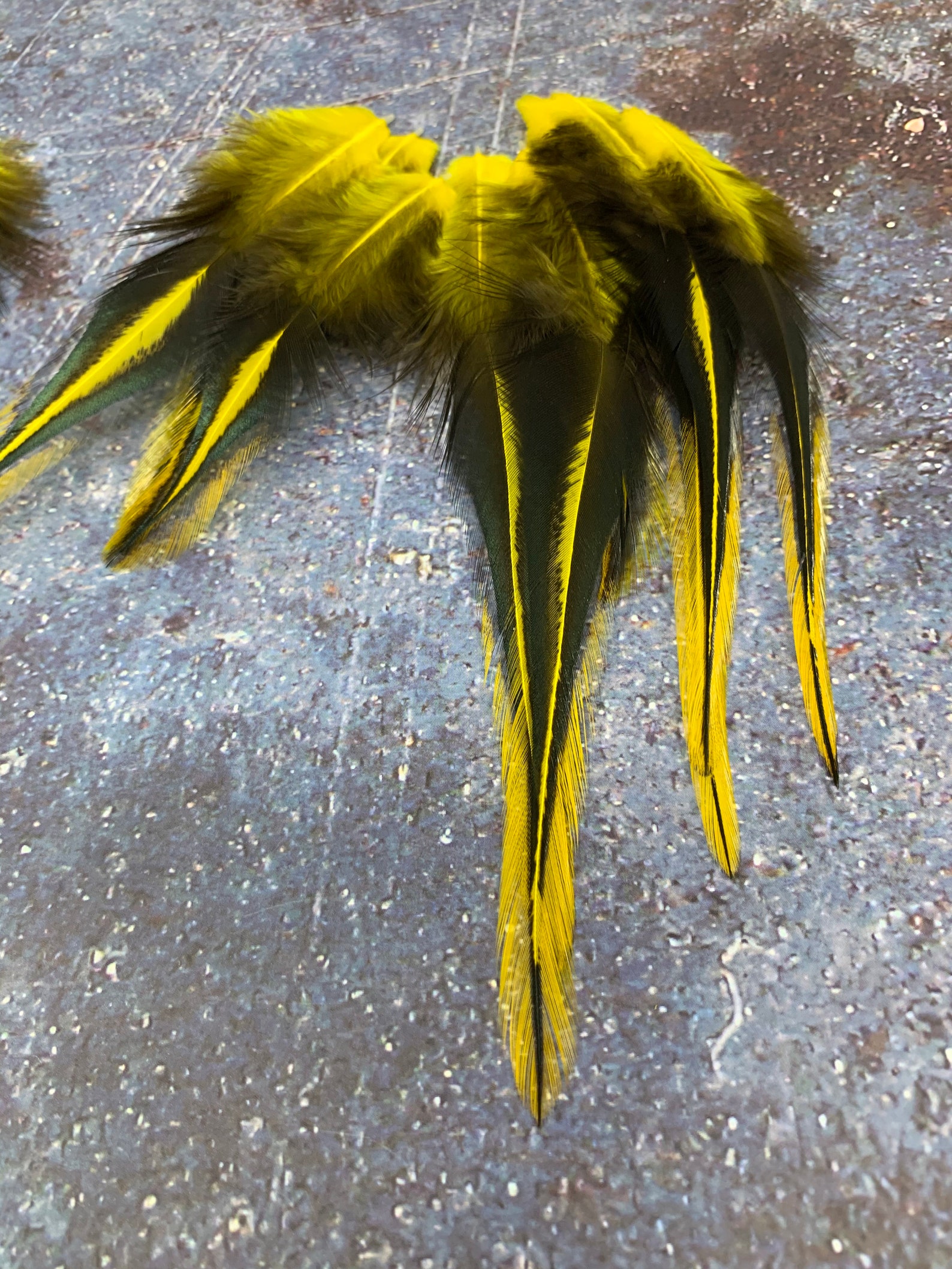 Yellow Craft Feathers Black Laced Yellow Feathers Rooster Etsy