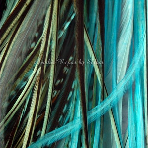 Turquoise Rooster Feathers: Aqua Blue Hair Extension Feathers