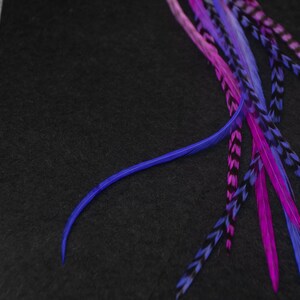 May include: A set of colorful feathers with black and white markings. The feathers are arranged in a fan shape and are a mix of pink, purple, and blue.