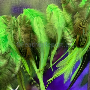 Kelly Green Bulk Feathers for Crafts CDL American Pheasant Rooster Chicken Feathers Arts and Crafts Feathers Fly Tying Variety Pack of 50 image 8