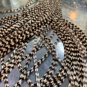 May include: A bundle of speckled feathers, primarily in shades of black, brown, and cream. The feathers are long and slender, with a distinct pattern of alternating dark and light segments. The arrangement suggests they are for crafting or decorative purposes.