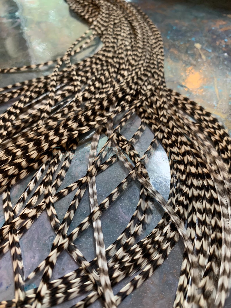 May include: A bundle of speckled feathers, primarily in shades of black, brown, and cream. The feathers are long and slender, with a distinct pattern of alternating dark and light segments. The arrangement suggests they are for crafting or decorative purposes.