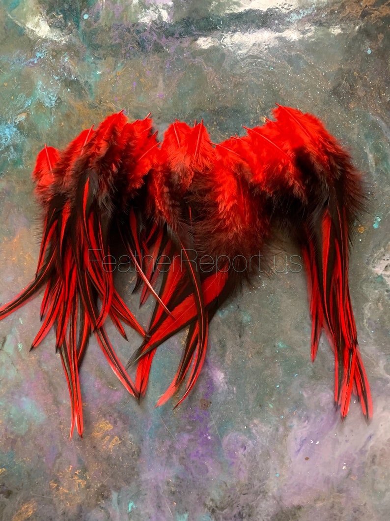 Red Craft Feathers Whiting Laced Rooster Feathers Dyed Cherry Red Black Feathers Craft Supplies afbeelding 4