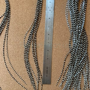 bundles of feathers shown against a ruler in inches