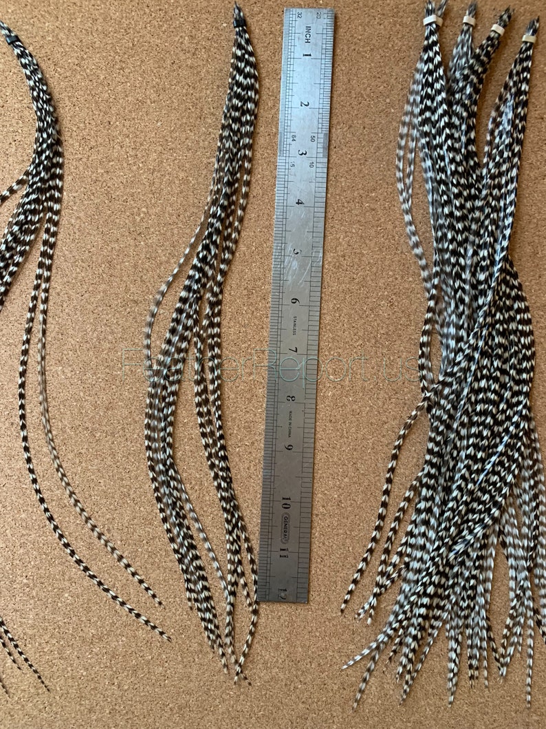 bundles of feathers shown against a ruler in inches