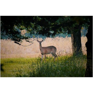 Minimalist Deer Wall Art Print – Rustic Wildlife Decor – Neutral Nature Animal Poster For Living Room, Nursery Or Cabin